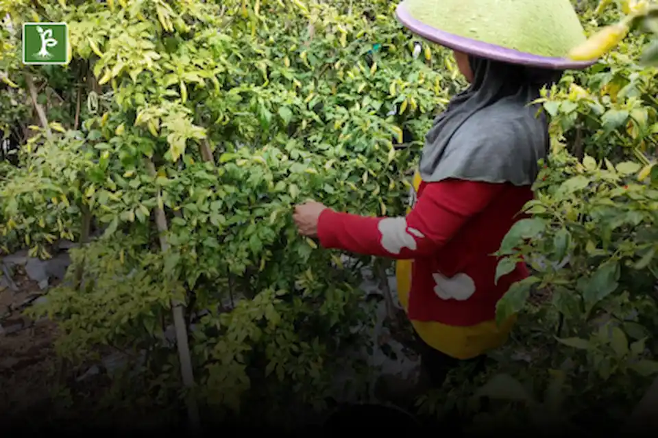 harvesting chili