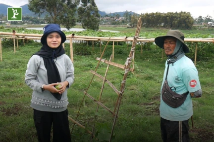 pemasangan rambatan labu siam