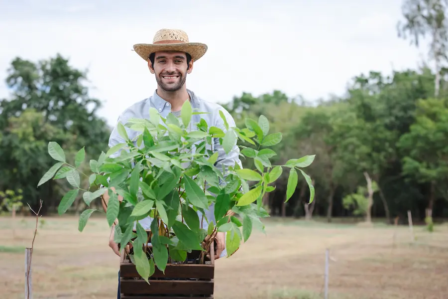 planting crystal guava