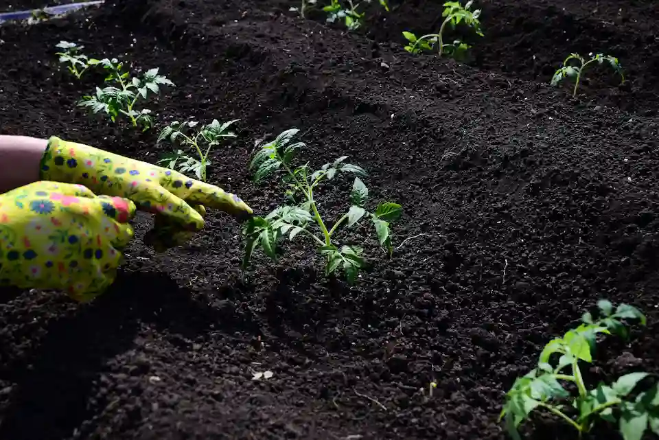 transplanting tomato