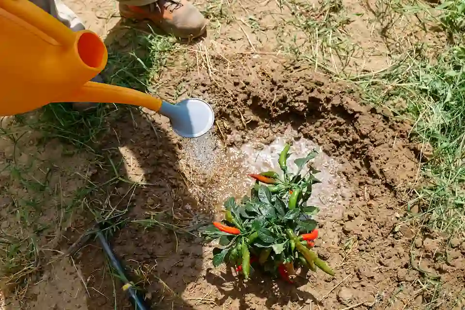 watering chili